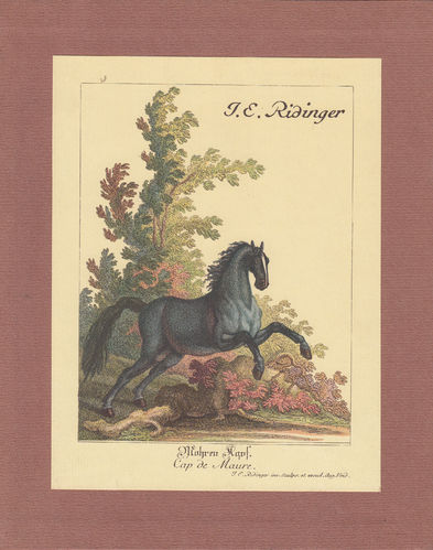 Johann Elias Ridingers Kupferstiche:Vorstellung der Pferde nach ihren Hauptfarben und Beschaffenheit